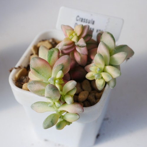 Exact plant crassula - -,