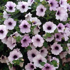 Petunia Trailing Surfinia Blue