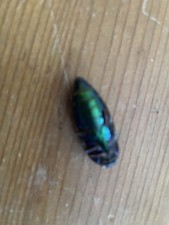 70 Year Old Scarab Beetle Insect Real