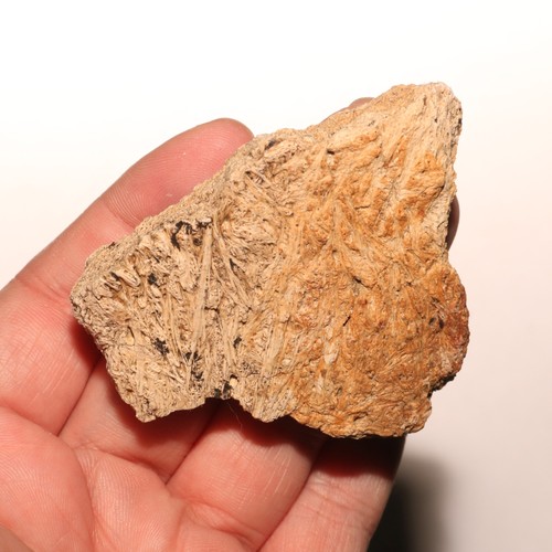 Triceratops frill bite gnaw - frill,