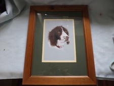 Framed   Water Colour   Featuring Springer Spaniel Signed ( Looks Like W Young )