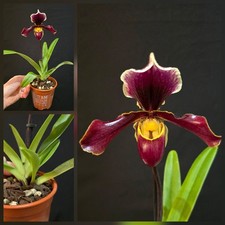 Paphiopedilum American Hybrid