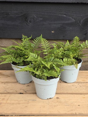 10cm fern pot garden - x,