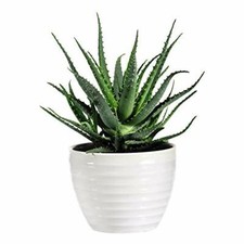 Aloe Vera House Plant Indoor Medicinal 10.5cm Pot Succulent Barbados Aloe
