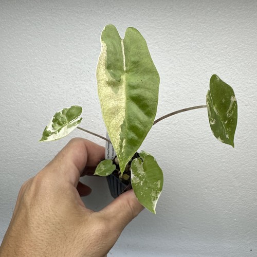 Alocasia pseudo sanderiana - alocasia,
