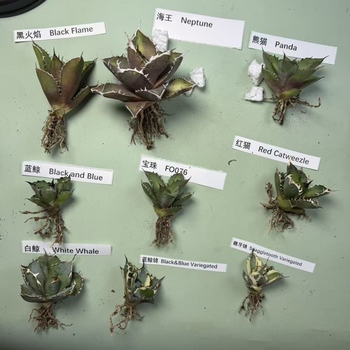 9pcs agave titanota group mix - titanota,