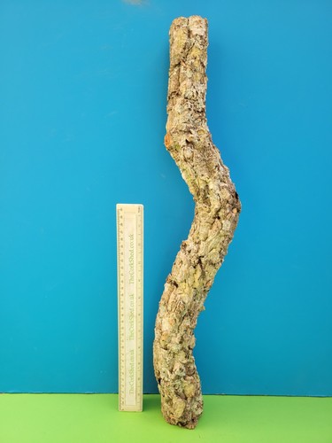 Cork bark branch 55cm snake - 55cm,