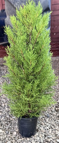 Goldcrest lemon scented - –, lemon-scented