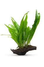 Java Fern (Microsorum pteropus) on 10 cm Driftwood – Live Aquarium Plant