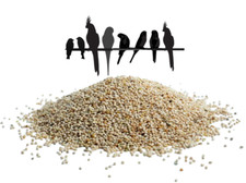 White millet seed - budgie, finch