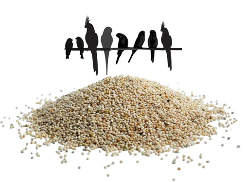 White millet seed - white,