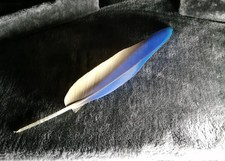 Single captive bred naturaly