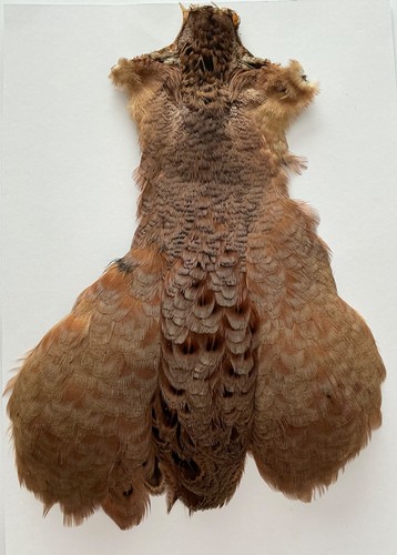 Hen pheasant cape - hen,