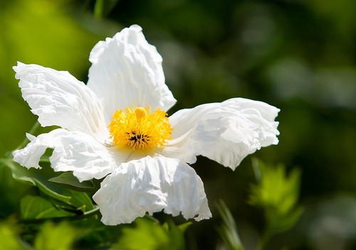 Romneya coulteri california - romneya, (california