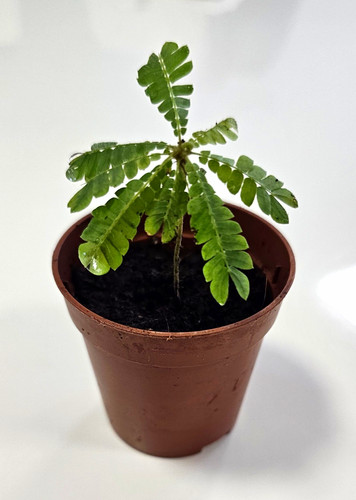 Terrarium plant biophytum - plant:,