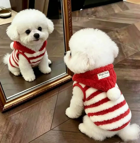 Red white striped hooded - hooded, dog