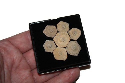 Pennsylvanian fossil echinoid