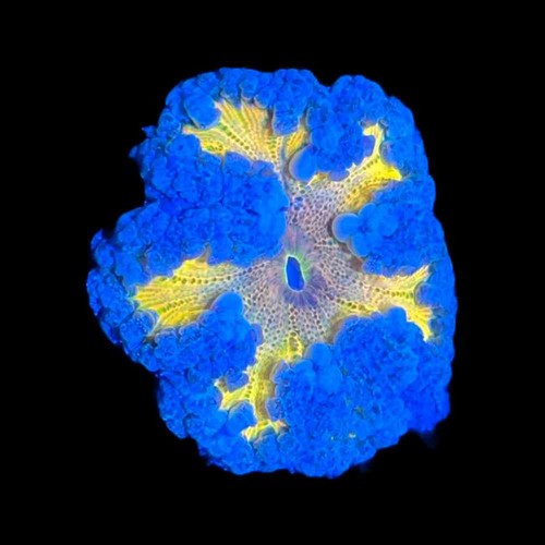 Highlighter rock flower - highlighter,