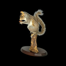 Taxidermy Grey Squirrel (Sciurus carolinensis) Log no 201. On Driftwood. H33cm.