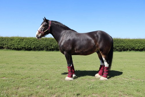 Ruggles heavy horse - ruggles, wicking