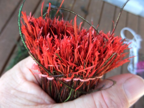 Ifs intense red peacock - ,