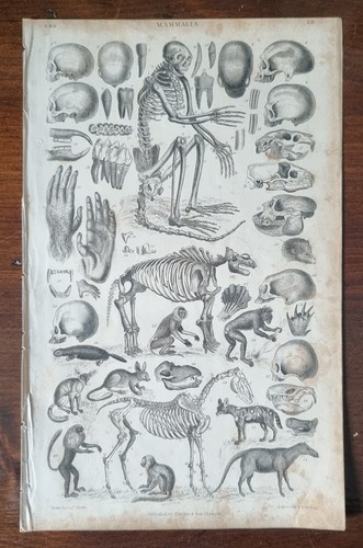Antique anatomical print - anatomical, 1835