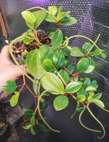 Peperomia angulata beetle - peperomia,