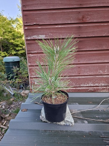 Pinus thunbergii banshosho - thunbergii,