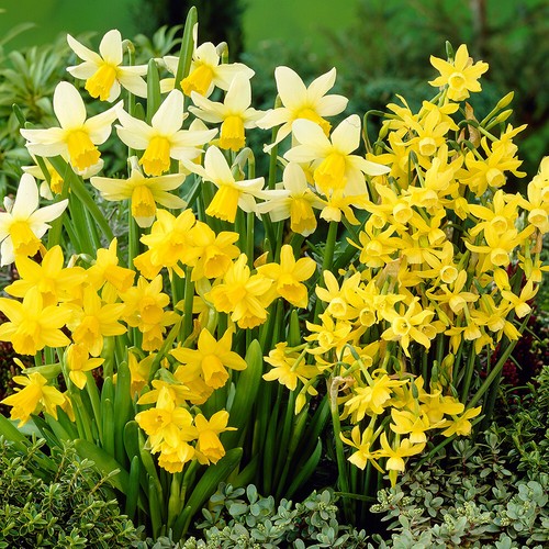 Miniature daffodil bulbs - miniature,