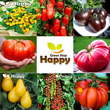 TOMATO VEGETABLE SEEDS Sweet Million Cherry Beefsteak Black Yellow 30 varieties