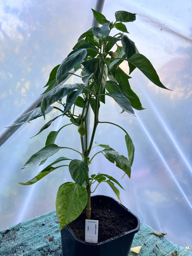 Tequila sweet pepper plant - sweet,