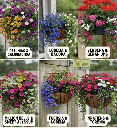 Mixed hanging basket plants