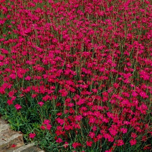 Dianthus flashing lights - dianthus, "flashing