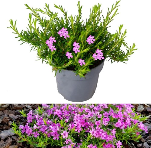 Phlox subulata cascade - phlox,