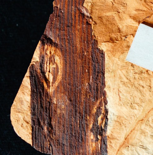 Very rare carboniferous - rare,