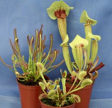 COLLECTION OF 3 CARNIVOROUS
