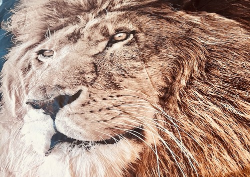 Full size lion - size, head