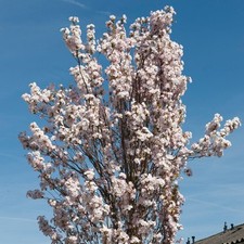 Cherry Blossom Tree Amanogawa, Fragrant Pink Flowers RHS Award, 1 x 5L Potted