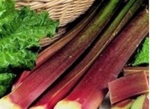 Rhubarb Victoria  x  3 medium   plug plants