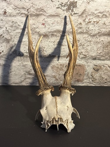 Roe deer skull with antlers - deer,