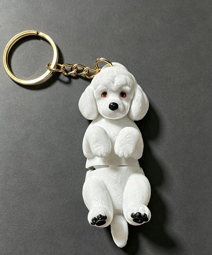 Adorable white poodle - poodle, dog