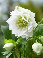 Hellebore Oriental Double White Winter Hardy Good Size Flowering Shrub ?? UK