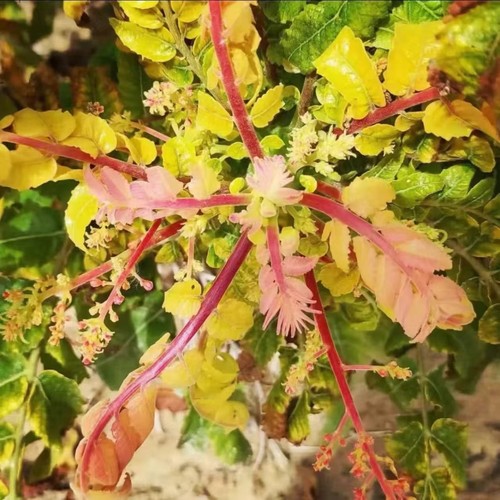 30pcs boswellia - 10/20/30pcs,