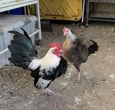 12 Old English Game Bantam