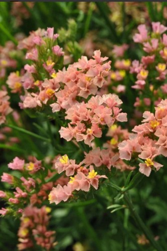 Limonium sinuatum apricot - limonium, 'apricot