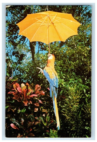 1966 parrot with yellow - parrot,