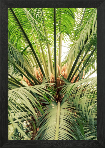 Plant photography framed wall - plant,