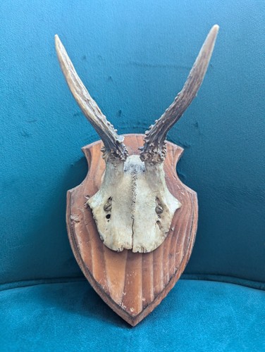 Vintage roe deer antlers - vintage,