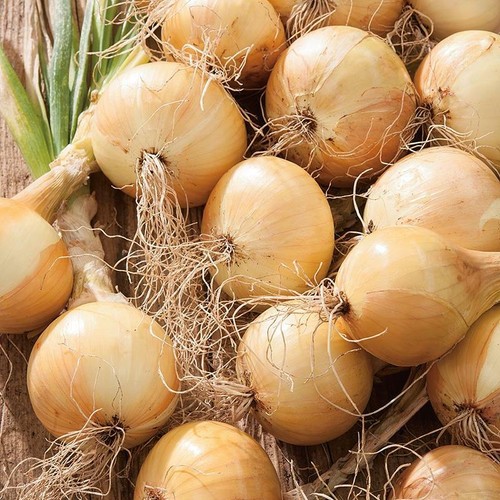 Onion ailsa craig vegetable - onion,