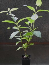 200 Fertile Dream Grass Seeds